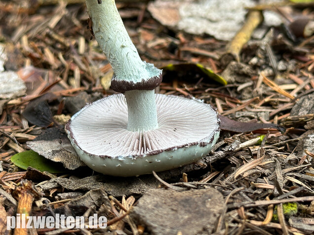 Grünspanträuschling, Stropharia aeruginosa