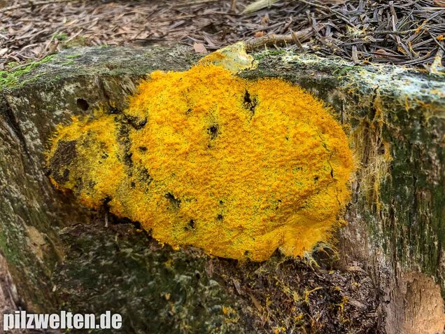 Hexenbutter, Fuligo septica