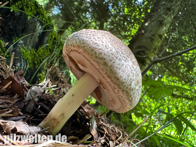 Perlhuhnchampignon, Perlhuhnegerling, Agaricus moelleri