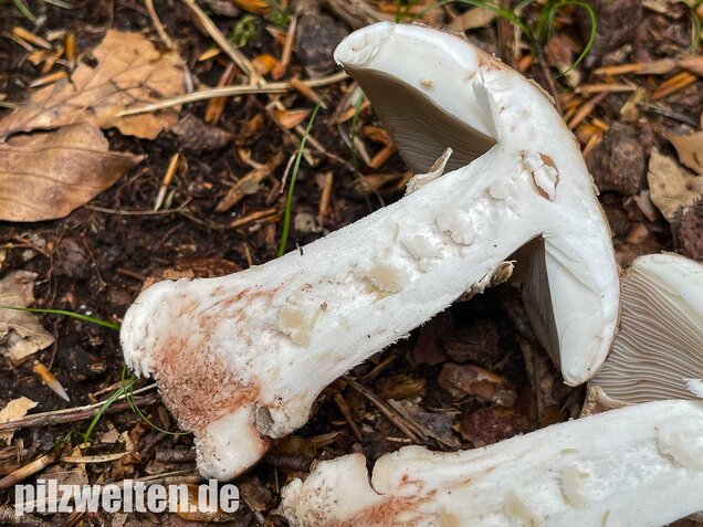 Perlpilz, Rötender Wulstling, Amanita rubescens