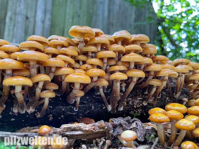Stockschwämmchen, Kuehneromyces mutabilis