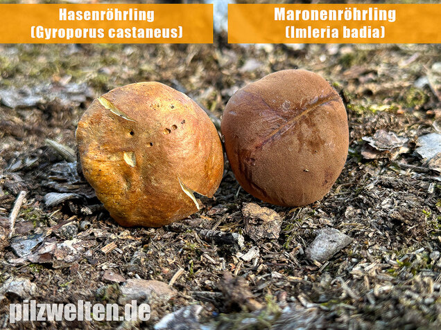 Hasenröhrling, Zimtröhrling, Gyroporus castaneus