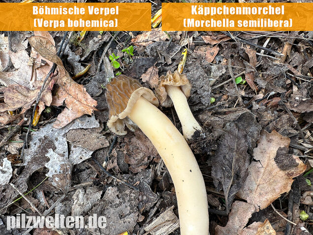 Käppchenmorchel, Morchella semilibera
