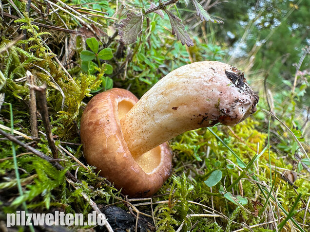 Ringloser Butterpilz, Suillus collinitus