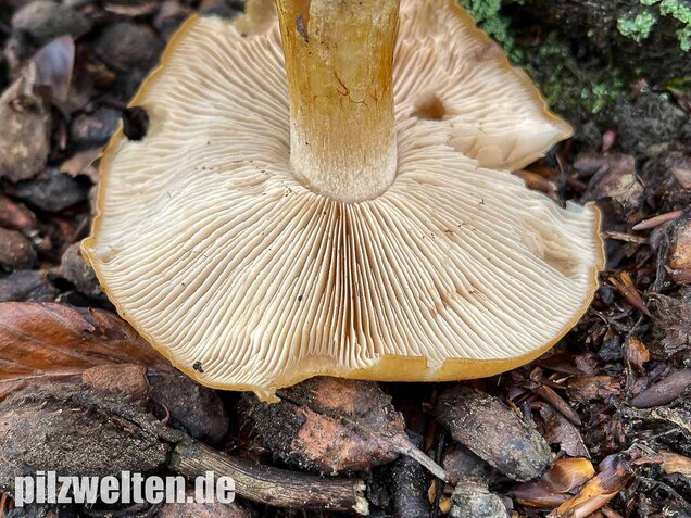 Sägeblättriger Klumpfuß, Cortinarius multiformis