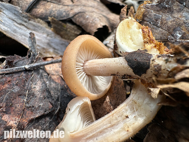 Striegeliger Rübling, Stinkender Frühlingsrübling, Gymnopus hariolorum