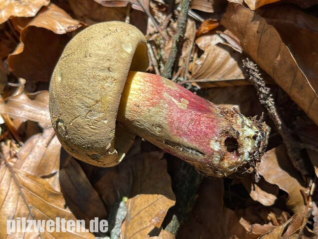 Schönfußröhrling, Caloboletus calopus