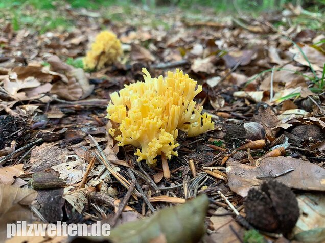 Schwefelgelbe Koralle, Ramaria flava