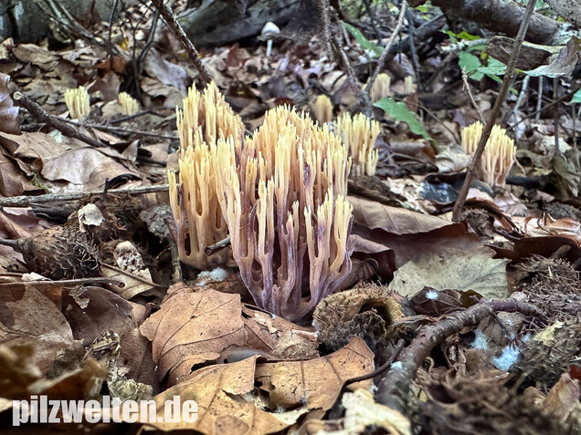 Steife Koralle, Ramaria stricta var. violaceotincta