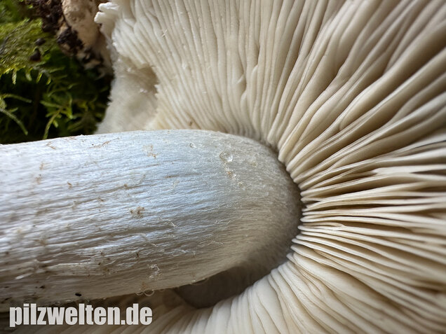 Tigerritterling, Tricholoma pardinum