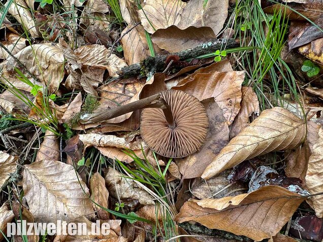 Traniger Rötling, Gebrechlicher Glöckling, Entoloma hirtipes