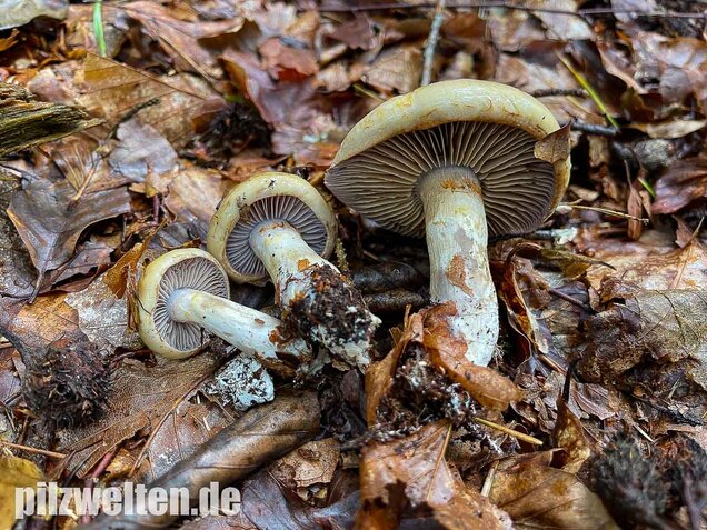 Violettblättriger Schleimfuß, Cortinarius delibutus