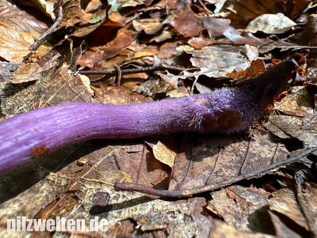 Violetter Lacktrichterling, Laccaria amethystina