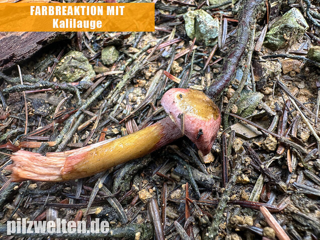 Weinroter Purpur-Schneckling, Hygrophorus capreolarius