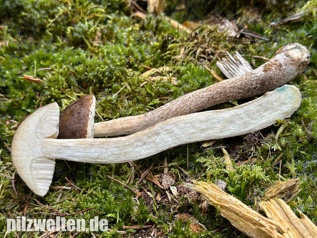 Wollstieliger Raufußröhrling, Leccinum cyaneobasileucum