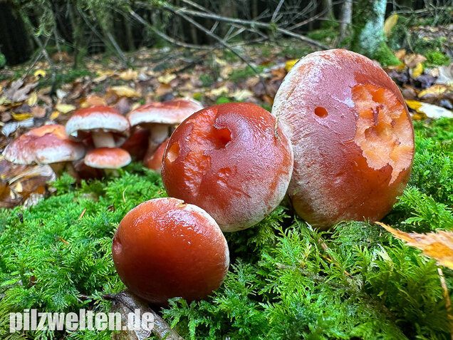 Ziegelroter Schwefelkopf, Hypholoma lateritium