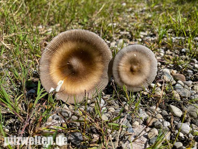 Zweifarbiger Scheidenstreifling, Amanita umbrinolutea