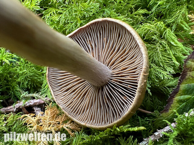 Olivgelber Schleimkopf, Cortinarius subtortus