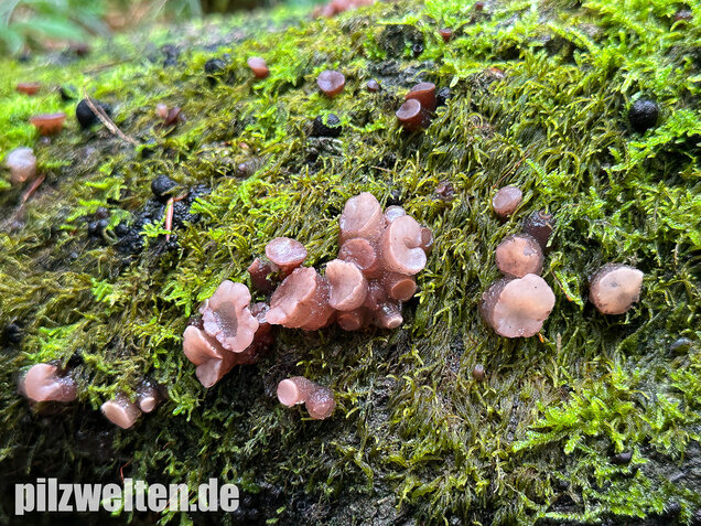 Buchenkreisling, Buchen-Gallertkreisling, Neobulgaria pura