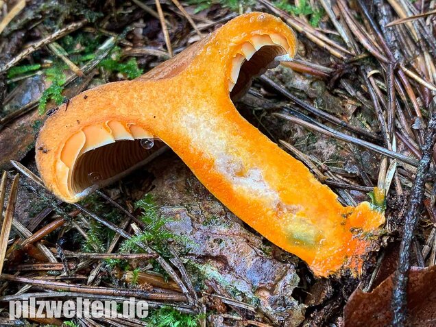 Edelreizker, Lactarius deliciosus