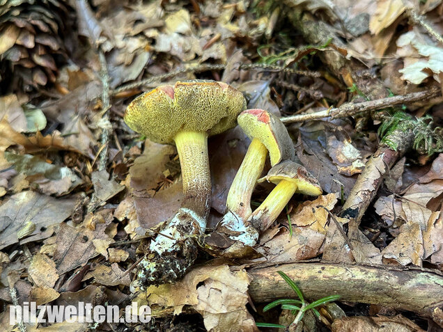 Falscher Rotfußröhrling, Düsterer Rotfußröhrling, Xerocomellus porosporus