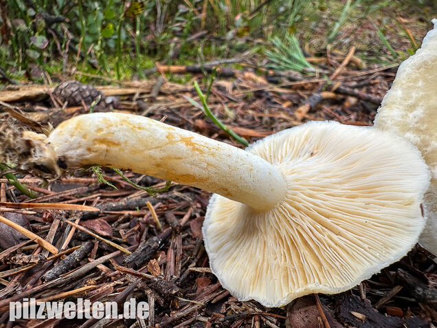 Flaumiger Moormilchling, Lactarius scoticus