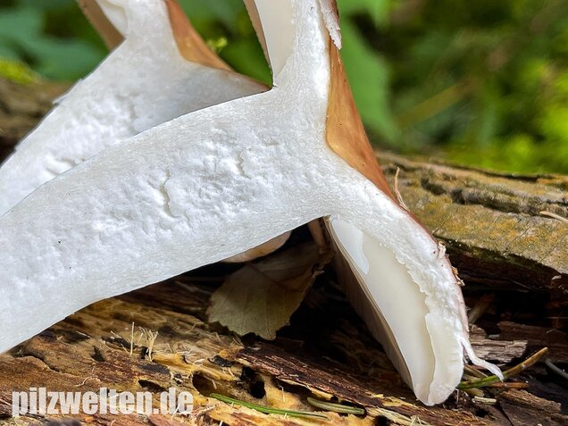 Speisetäubling, Russula vesca