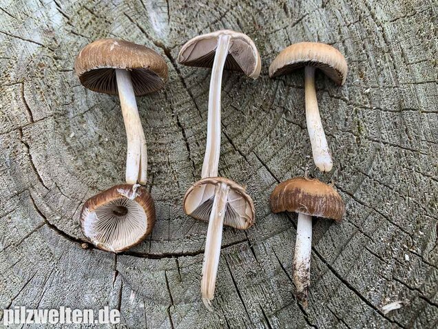 Früher Faserling, Schmalblättriger Faserling, Psathyrella spadiceogrisea