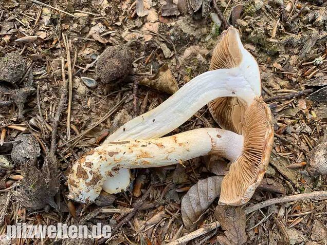 Fuchsigbrauner Schleimkopf, Cortinarius vulpinus
