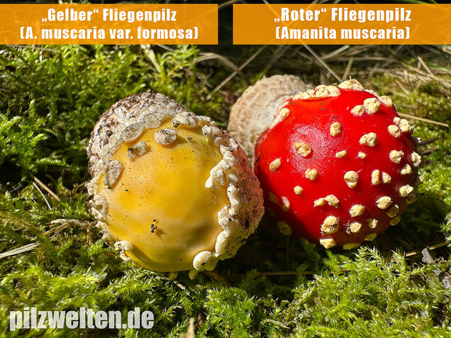 Gelber Fliegenpilz, Amanita muscaria var. formosa