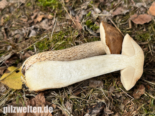 Gemeiner Birkenpilz, Langfuß, Birkenraufuß, Leccinum scabrum