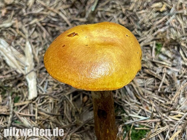 Goldröhrling, Suillus grevillei