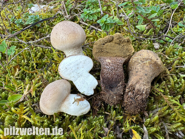 Grauer Stäubling, Trockenrasenstäubling, Lycoperdiscus lividus