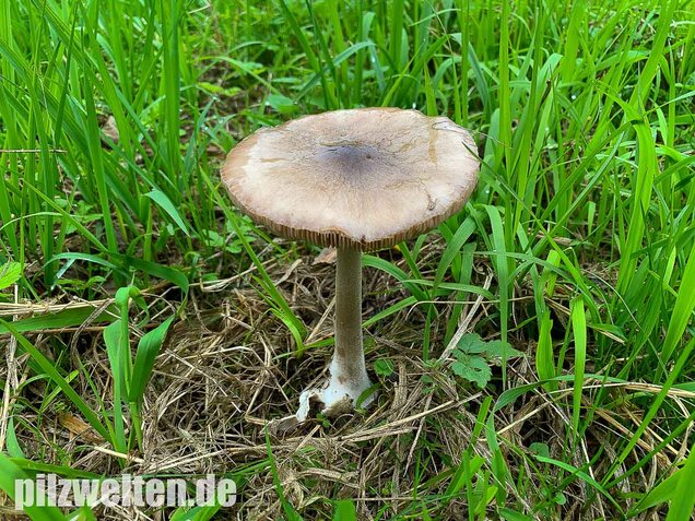 Großer Scheidling, Volvopluteus gloiocephalus