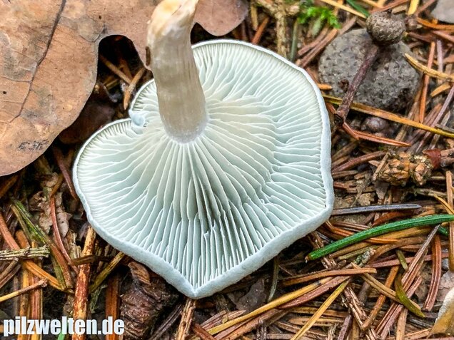 Grüner Anistrichterling, Clitocybe odora