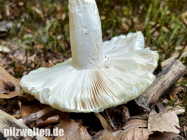 Grüngefelderter Täubling, Russula virescens