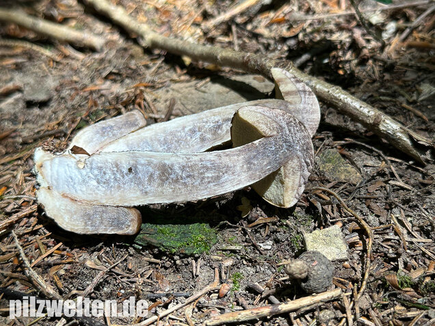 Hainbuchenraufuß, Leccinellum pseudoscabrum