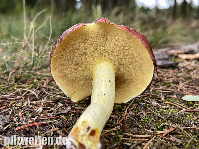 Körnchenröhrling, Suillus granulatus