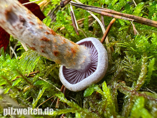 Kupferschuppiger Dickfuß, Cortinarius spilomeus