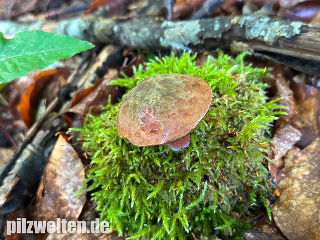 Kurznetziger Hexenröhrling, Suillellus mendax
