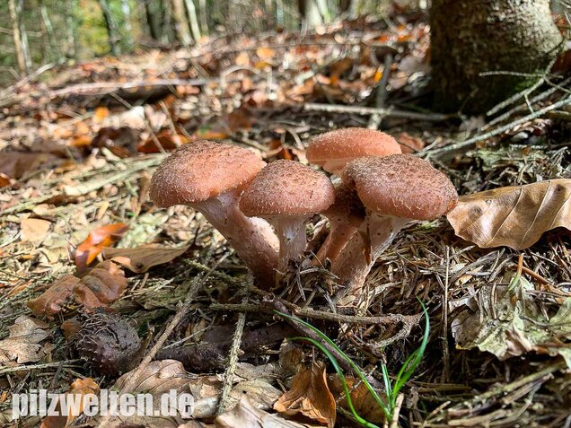 Nadelholzhallimasch, Armillaria ostoyae