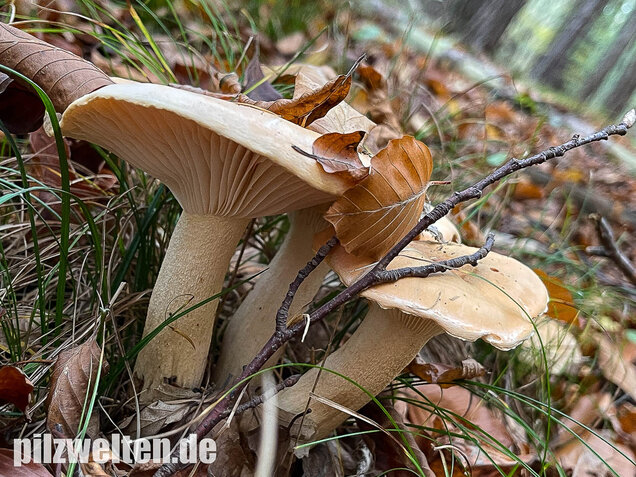Orangeschneckling, Terpentinschneckling, Hygrophorus pudorinus