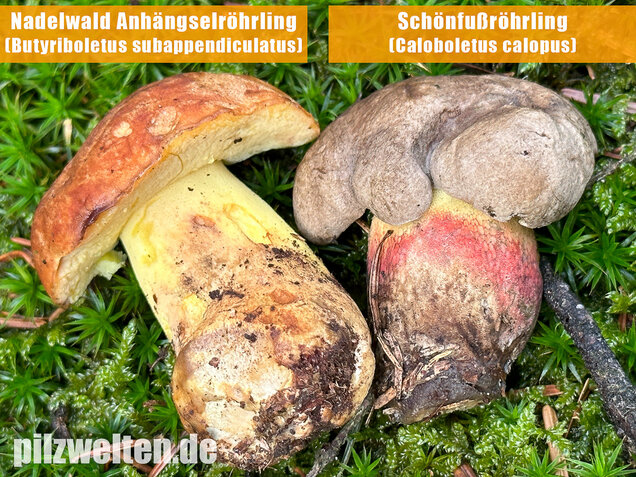 Nadelwald Anhängselröhrling, Gelber Steinpilz, Butyriboletus subappendiculatus