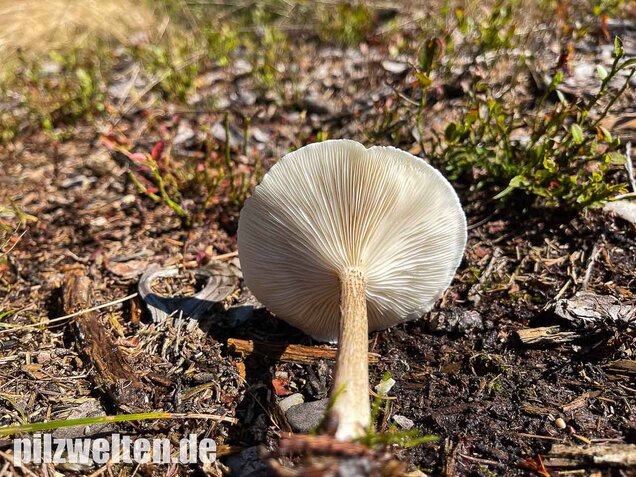 Raustielweichritterling, Melanoleuca verrucipes