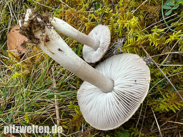 Rötender Erdritterling, Tricholoma orirubens