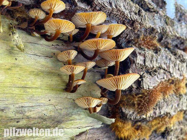 Samtfußrübling, Winterrübling, Flammulina velutipes