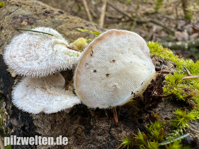 Samtige Tramete, Trametes pubescens
