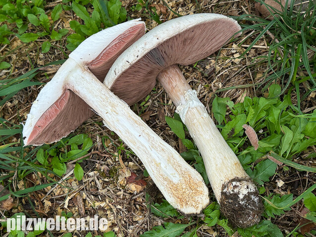 Schafchampignon, Agaricus arvensis