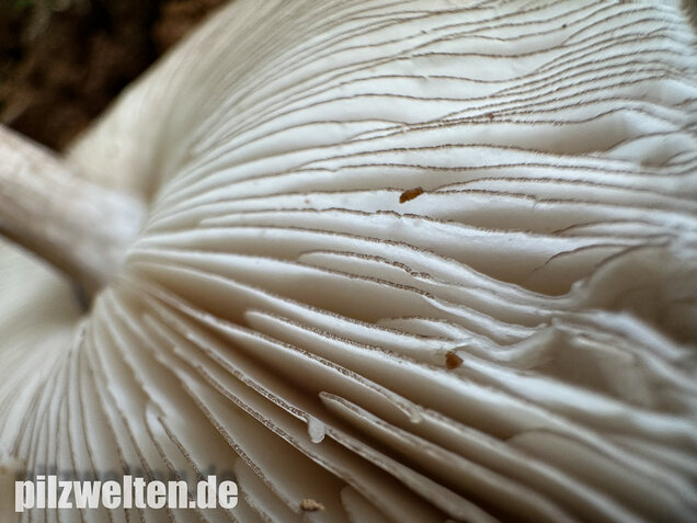 Schwarzschneidiger Dachpilz, Pluteus atromarginatus