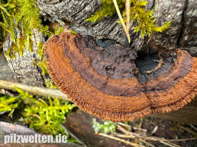 Tannenblättling, Gloeophyllum abietinum